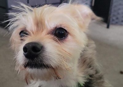 Dog Image